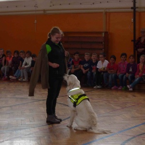Výcvik asistenčních psů